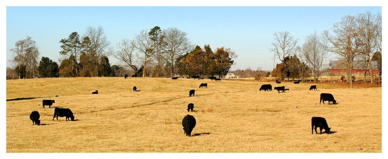 Greenville SC Farmland